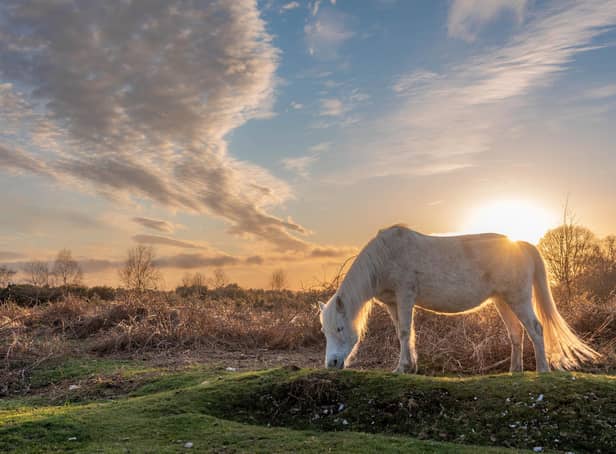 New Forest ponies are a delight for visitors. Credit: Bramble Beach Photography
