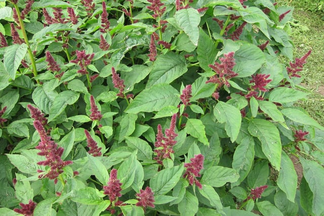 callaloo Mr Jefwa flowering