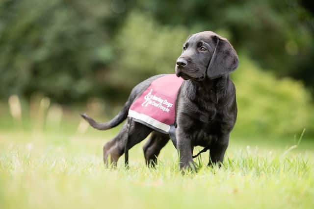 Hearing Dogs puppy Kai.