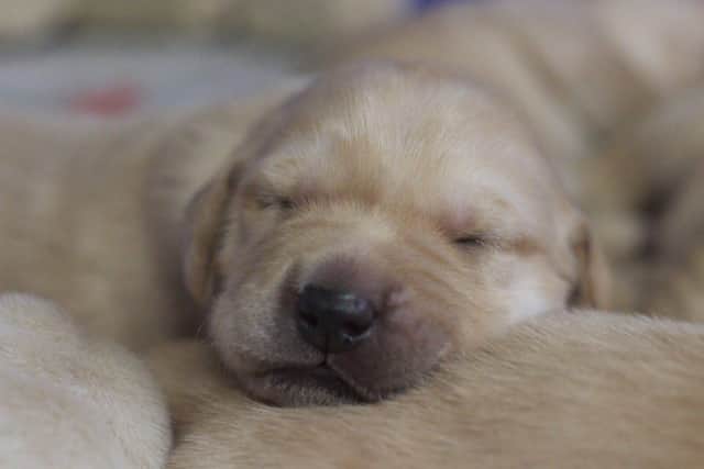 A puppy from guide dog mum Pebbles' Christmas Day litter.