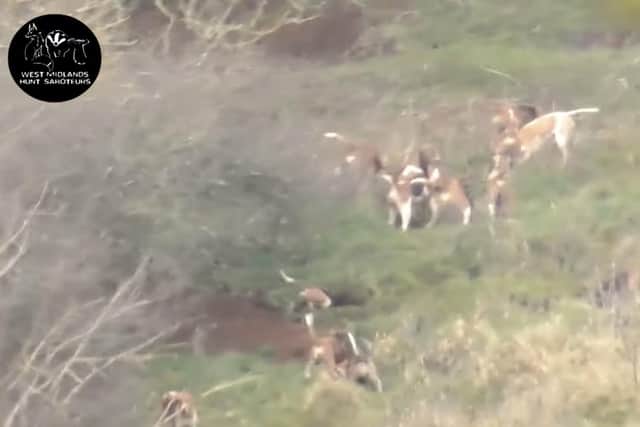 Hounds try to scratch into a badger sett in which saboteurs say the fox took refuge