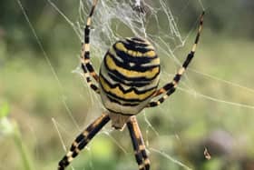 The rare wasp spider. Picture: Steve Wright.