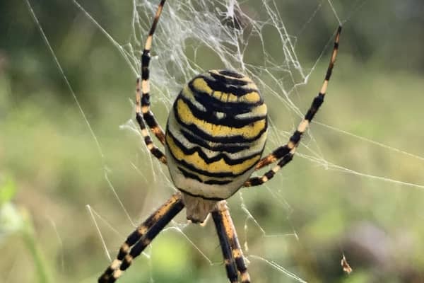The rare wasp spider. Picture: Steve Wright.