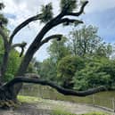 The holm oak is thought to be about 175 years old and leans over the lake at Jephson Gardens. (PHOTO: ALINA BOJESCU)