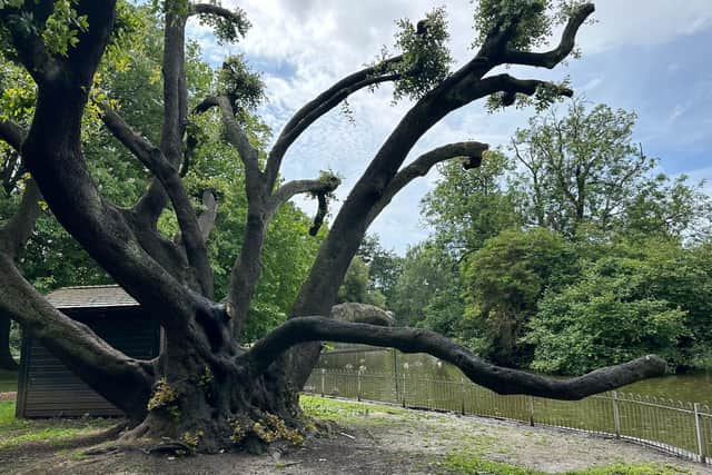 The holm oak is thought to be about 175 years old and leans over the lake at Jephson Gardens. (PHOTO: ALINA BOJESCU)