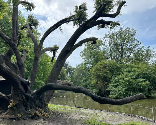 The holm oak is thought to be about 175 years old and leans over the lake at Jephson Gardens. (PHOTO: ALINA BOJESCU)