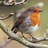 Robin on a magnolia tree. Photo: Andy Hay (rspb-images.com)