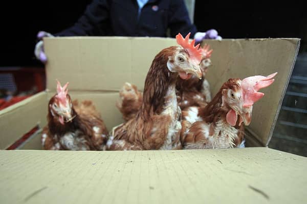 Would-be hen keepers may collect caged birds for rehoming from Balscote this Saturday