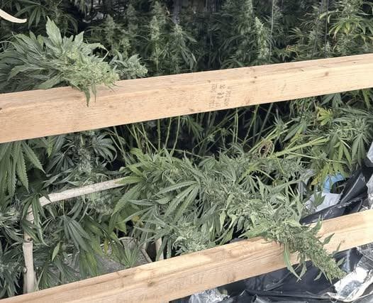 Police seize cannabis plants after tip-off from public