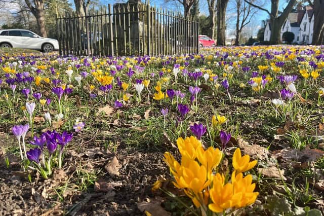 The crocus colours are dazzling in Bilton