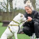 England and Aston Villa striker Rachel Daly with American Bulldog Cross Dotty at Dogs Trust Kenilworth. Picture supplied.
