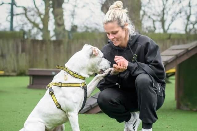 England and Aston Villa striker Rachel Daly with American Bulldog Cross Dotty at Dogs Trust Kenilworth. Picture supplied.