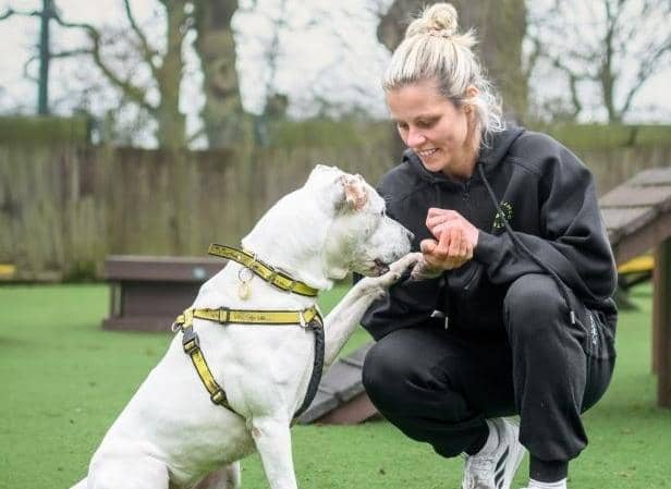 England and Aston Villa striker Rachel Daly with American Bulldog Cross Dotty at Dogs Trust Kenilworth. Picture supplied.
