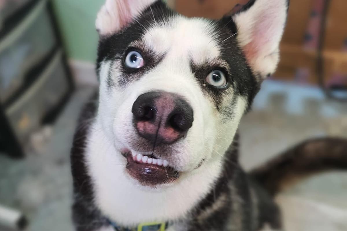 Triad Rugby Dogs In pictures: These adorable Rugby rescue dogs are looking for loving ...