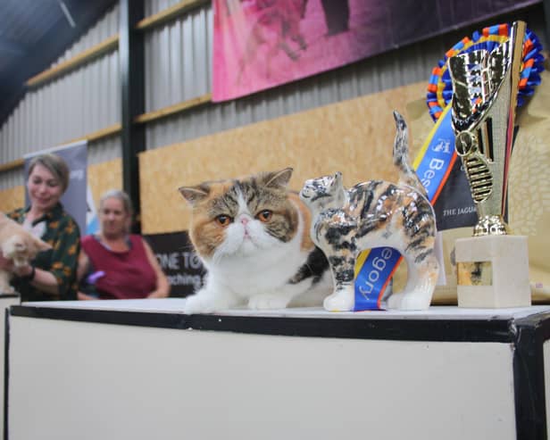 Viking Cat Club, part of Felis Britannica, and the International Feline Federation (FIFe), will be bringing cats of all shapes and sizes to be judged by international judges at a show in Leamington. Photo supplied by Viking Cat Club