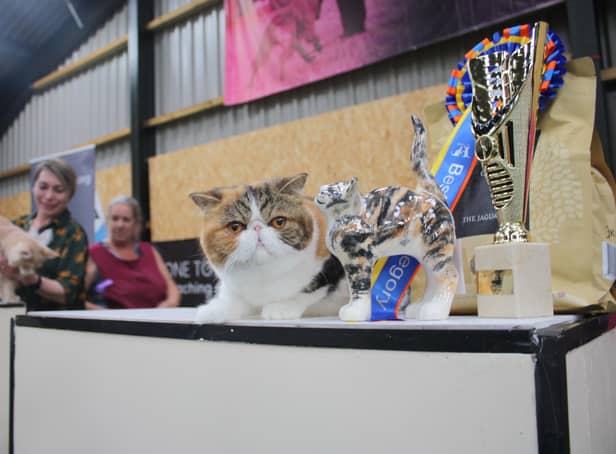 Viking Cat Club, part of Felis Britannica, and the International Feline Federation (FIFe), will be bringing cats of all shapes and sizes to be judged by international judges at a show in Leamington. Photo supplied by Viking Cat Club