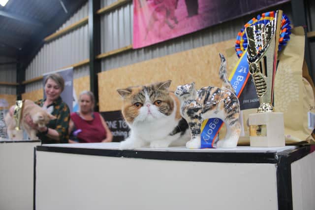 Viking Cat Club, part of Felis Britannica, and the International Feline Federation (FIFe), will be bringing cats of all shapes and sizes to be judged by international judges at a show in Leamington. Photo supplied by Viking Cat Club