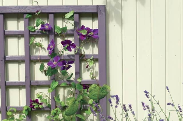 Give your outdoor space a makeover and repaint that fence. Credit: Cuprinol