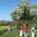 The Cubbington pear tree in full bloom in Spring 2011. Photo by Frances Wilmot.