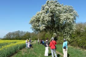 The Cubbington pear tree in full bloom in Spring 2011. Photo by Frances Wilmot.