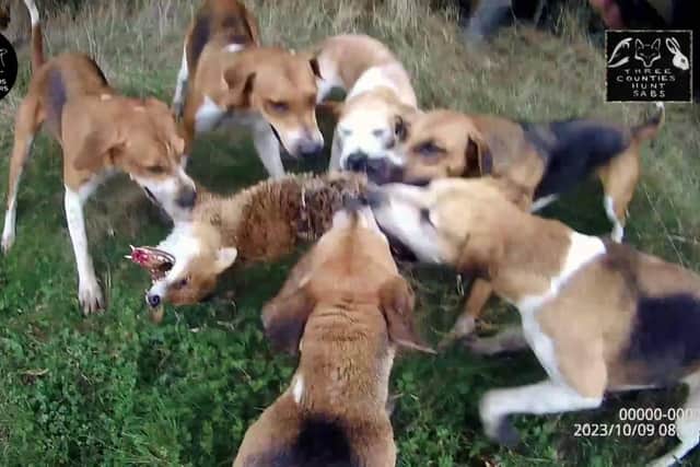 A still from a film showing a fox being killed by Warwickshire Hunt hounds, submitted by West Midlands Hunt Saboteurs