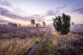 The vast Lüneberg Heath is alive with the mauve of heather at this time of year (photo: Markus Tiemann/German National Tourist Board)