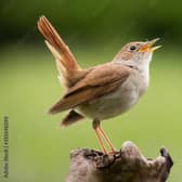 The nightingale is one of the birds which have increased. Photo: Adobe