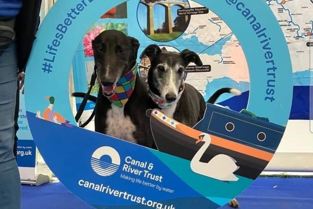 It's a dog's life at Crick Boat Show. These beauties are from Home Run Hounds CIC. See their Facebook page for more.