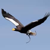 Marvin the Steller’s Sea Eagle. Photo supplied by Warwick Castle