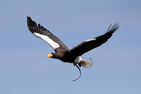 Marvin the Steller’s Sea Eagle. Photo supplied by Warwick Castle