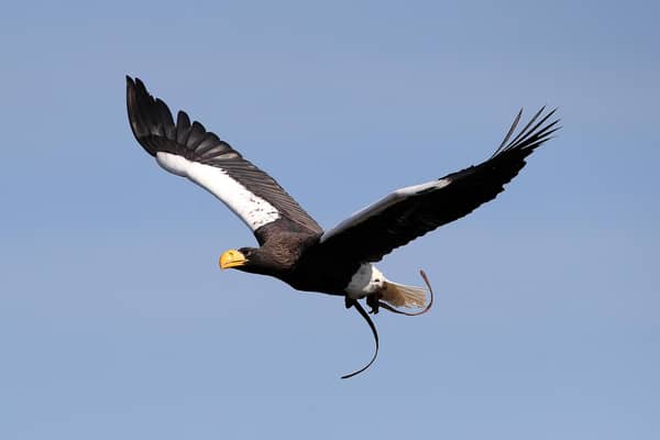 Marvin the Steller’s Sea Eagle. Photo supplied by Warwick Castle