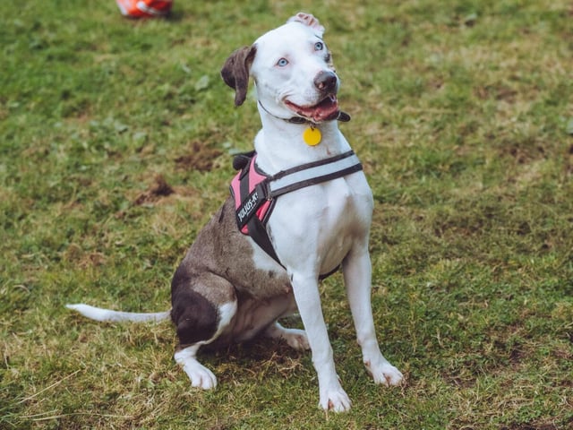 Misty is a two-year-old mixed breed who's had a rougher upbringing than most dogs, but her innocent stare should win you over. She's been with the RSPCA for a while now - every day, she longs for someone to take her in.