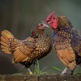 Digital Image – Sebright Chickens by Richard Dunn