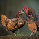 Digital Image – Sebright Chickens by Richard Dunn