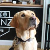 Guide dog puppy Sarah inside Blenz cafe
