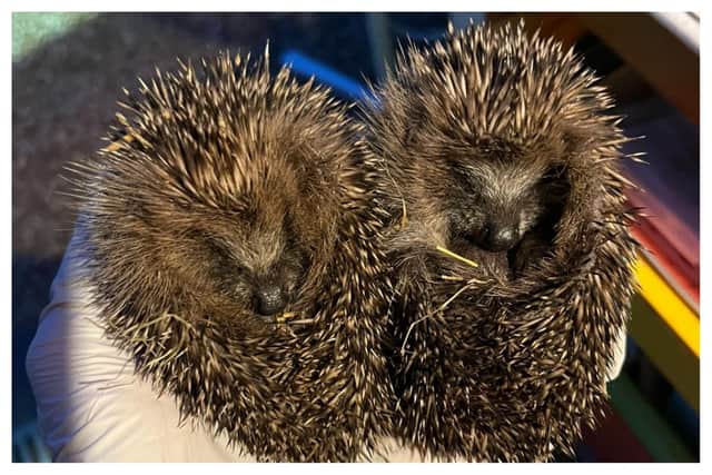 Henry (left), the rescued hoglet, and his brother Matt. Credit: Warwickshire Hedgehog Rescue.