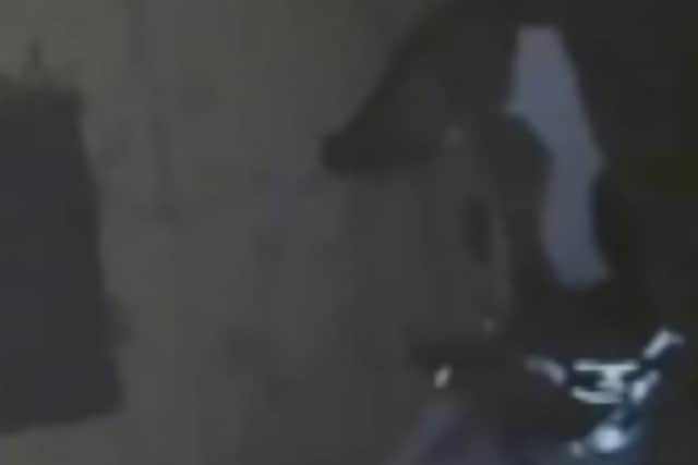 The dog on the Ring doorbell footage. Photo supplied