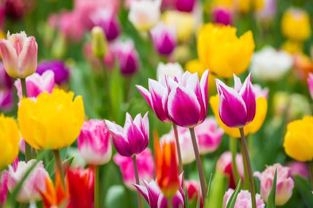 Beautiful bright colorful multicolored yellow, white, red, purple, pink blooming tulips (photo: Adobe)