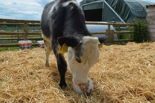 Nero at the Farm Animal Rescue Sanctuary (FARS) in Wolverton. Photo supplied