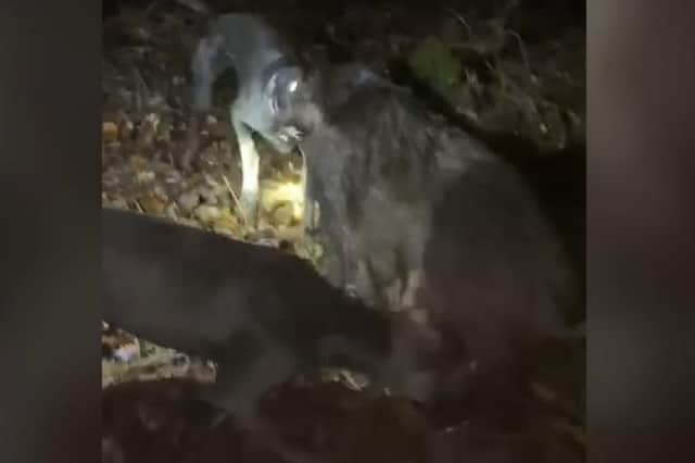 Footage from the RSPCA of the boar being attacked.