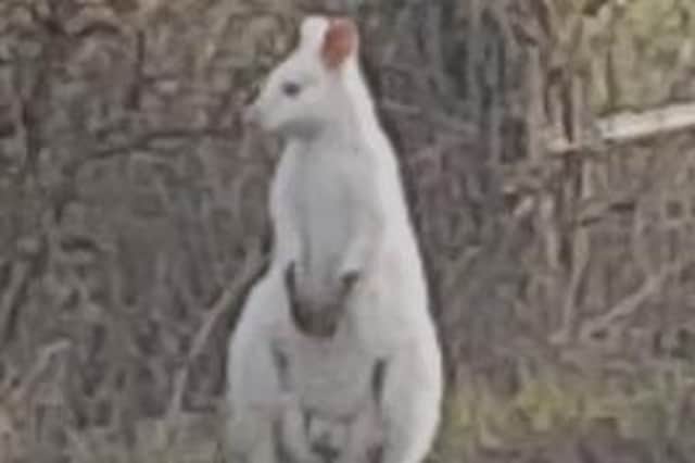 Colin the white wallaby became a popular figure in the Kenilworth area and people would often call us or post messages on social media when they spotted him in the Warwickshire countryside.