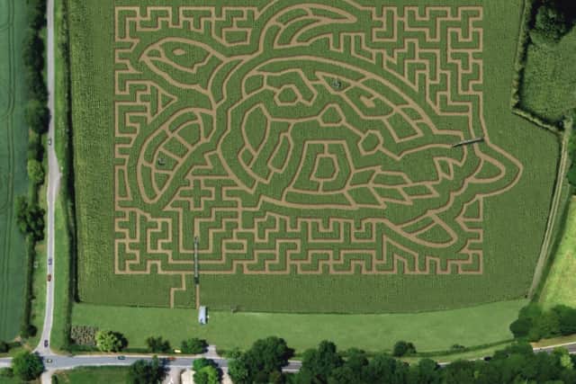 The maze is in the shape of a giant sea turtle