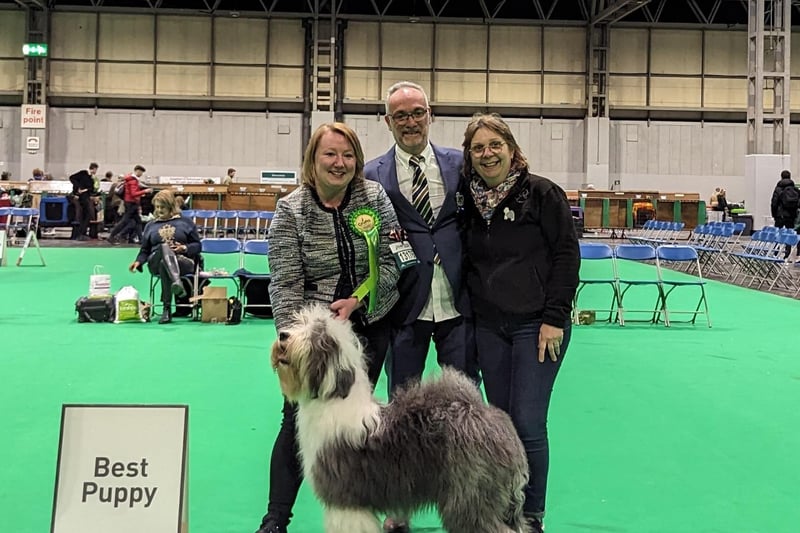 Maxine at a previous Crufts. This stunning Old English Sheepdog is officially registered as Urban Girl of Reality Dream.
