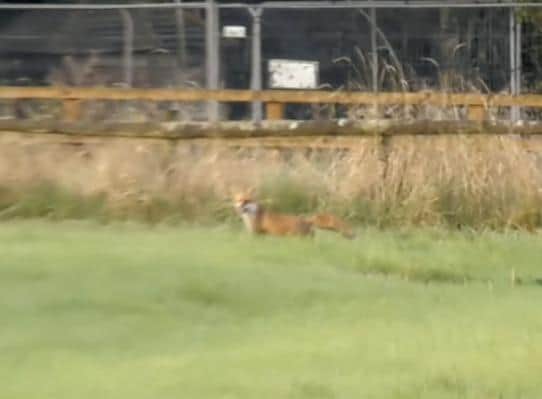One of the foxes chased by Warwickshire Hunt on October 14, filmed by West Midlands Hunt Saboteurs