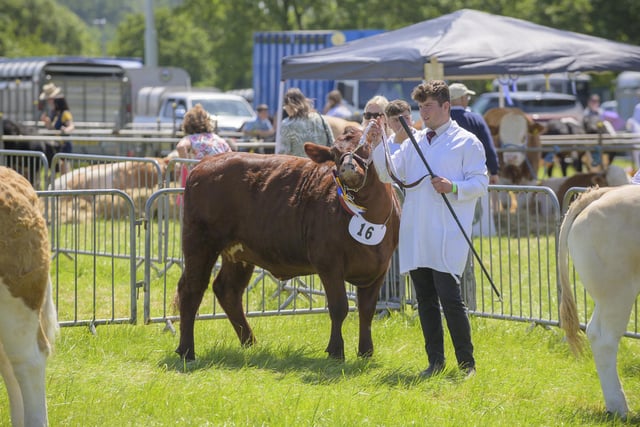 Visitors to the show saw events ranging from the parade of livestock, modern and vintage machinery, classic cars, children’s entertainment and live music  Photo by Jamie Gray
