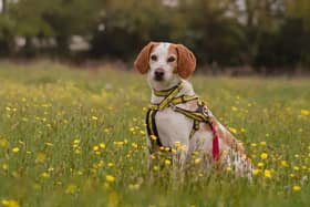 Effie is looking for a home this winter.
