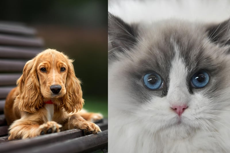 Average insurance cost: Cocker Spaniel: £210.42. Ragdoll: £116.93