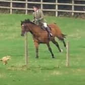 A still from the video which shows a fox making a successful bid for freedom in a field near Ashorne on September 12 while hounds are nearby.
A member of the Warwickshire Hunt is then seen galloping on a horse towards the fox - which the West Midlands Hunt Saboteurs claim is an attempt to try to turn the fox back towards the hounds.
