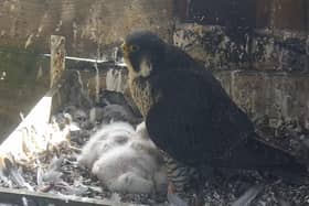 One of the adult peregrine falcons with the chicks at the tower of Leamington Town Hall. Image taken from one of Warwickshire Wildlife's Trust' webcams.