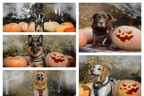 With Halloween just around the corner, the Dogs Trust in Kenilworth has shared photos of some of its dogs in spooky settings. Photos by Dogs Trust